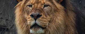 Preview wallpaper lion, predator, stone, wildlife