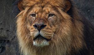 Preview wallpaper lion, predator, stone, wildlife