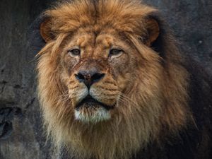 Preview wallpaper lion, predator, stone, wildlife