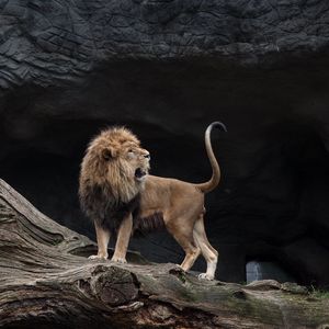 Preview wallpaper lion, predator, stones, grin