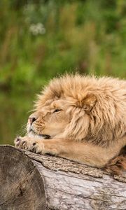 Preview wallpaper lion, predator, stretch, log