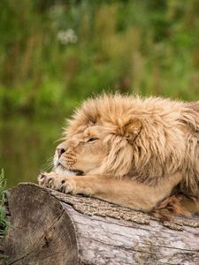 Preview wallpaper lion, predator, stretch, log