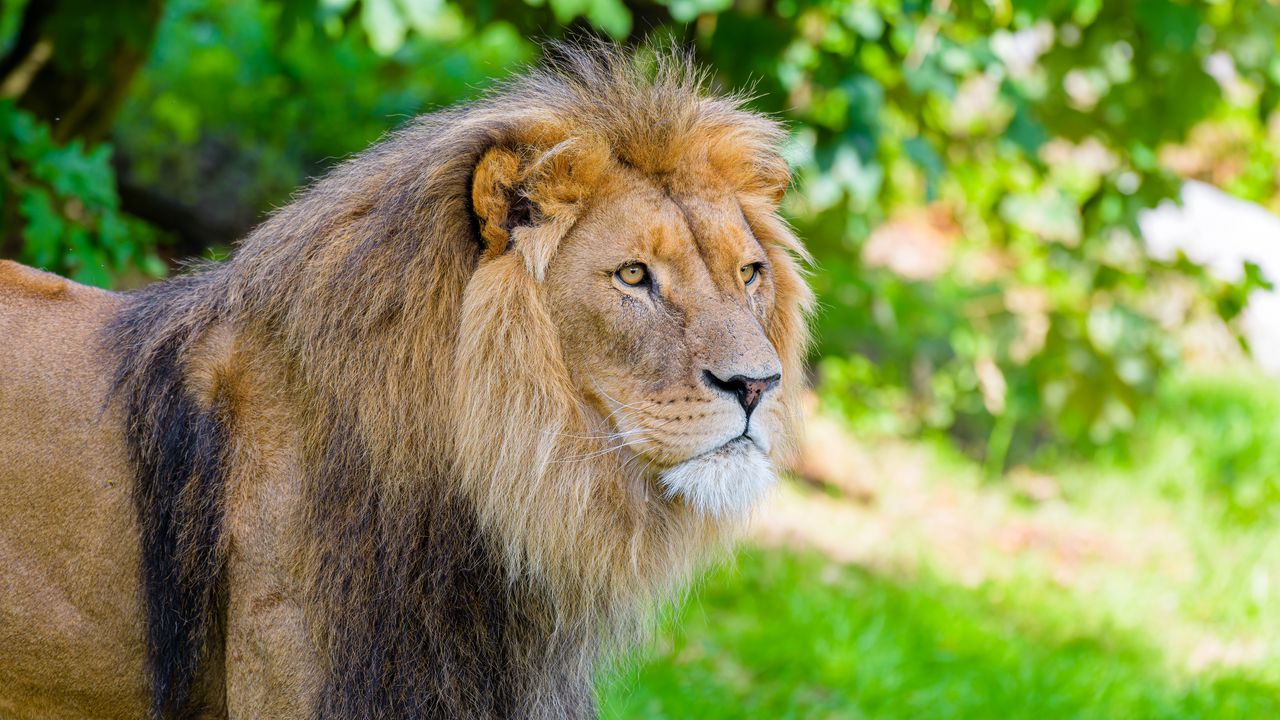 Wallpaper lion, predator, wild, wild animal