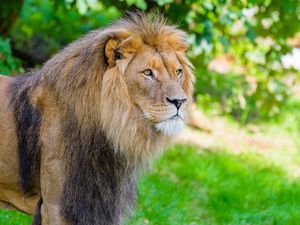 Preview wallpaper lion, predator, wild, wild animal
