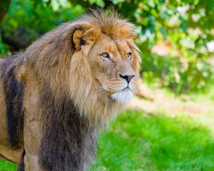 Preview wallpaper lion, predator, wild, wild animal