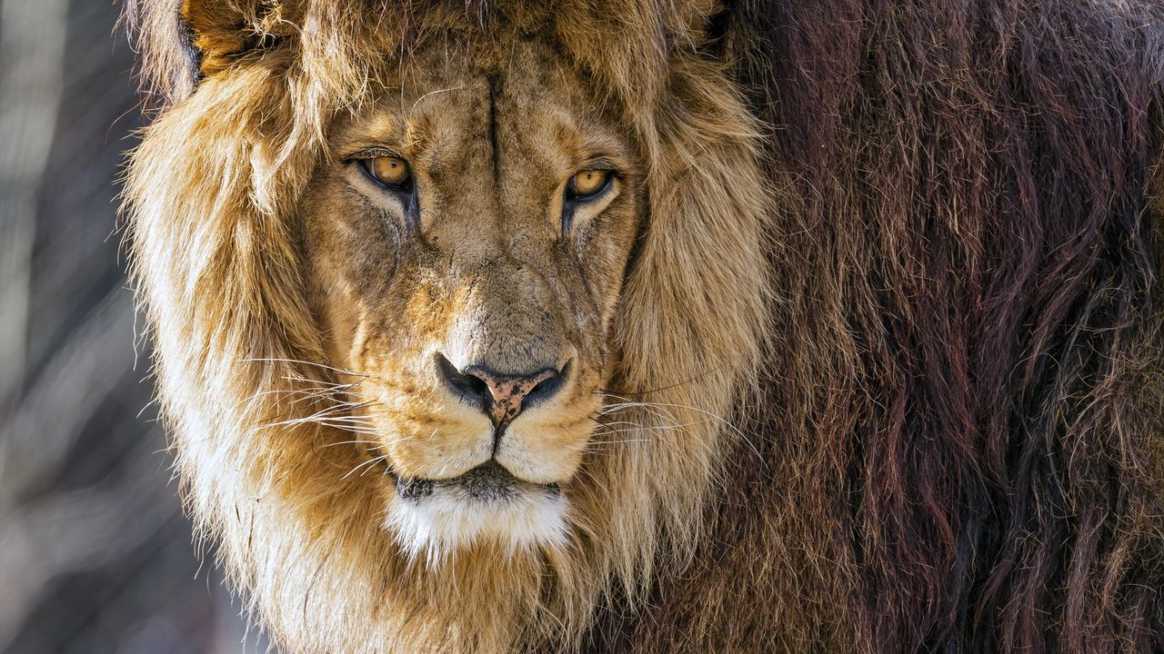 Wallpaper lion, predator, wild, big cat, animal