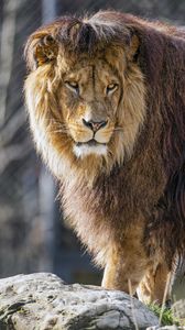 Preview wallpaper lion, predator, wild, big cat, animal