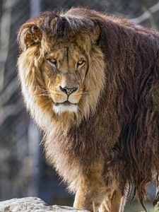 Preview wallpaper lion, predator, wild, big cat, animal