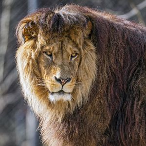 Preview wallpaper lion, predator, wild, big cat, animal