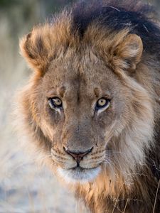Preview wallpaper lion, predator, wild, animal