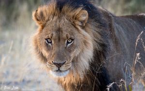 Preview wallpaper lion, predator, wild, animal