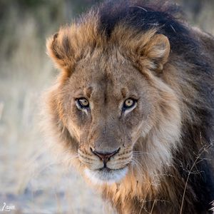 Preview wallpaper lion, predator, wild, animal
