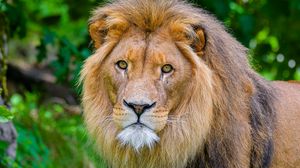 Preview wallpaper lion, predator, wild animal, glance, blur