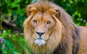 Preview wallpaper lion, predator, wild animal, glance, blur