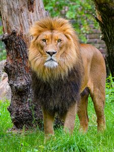 Preview wallpaper lion, predator, wild animal, grass, tree