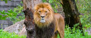 Preview wallpaper lion, predator, wild animal, grass, tree