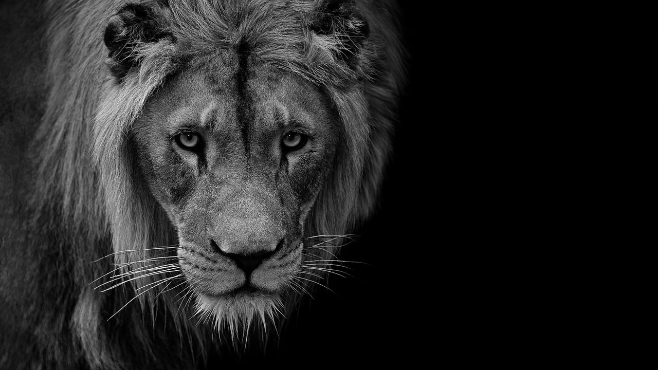 Wallpaper lion, predator, wildlife, animal, black and white