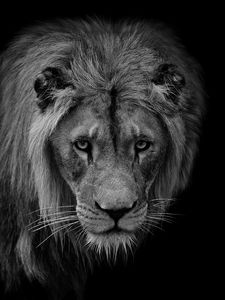 Preview wallpaper lion, predator, wildlife, animal, black and white