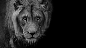 Preview wallpaper lion, predator, wildlife, animal, black and white