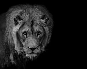 Preview wallpaper lion, predator, wildlife, animal, black and white
