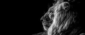 Preview wallpaper lion, profile, bw
