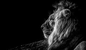 Preview wallpaper lion, profile, bw