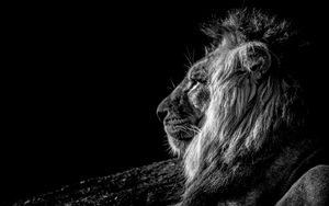 Lion 4k ultra hd 16:10 wallpapers hd, desktop backgrounds 3840x2400, images  and pictures