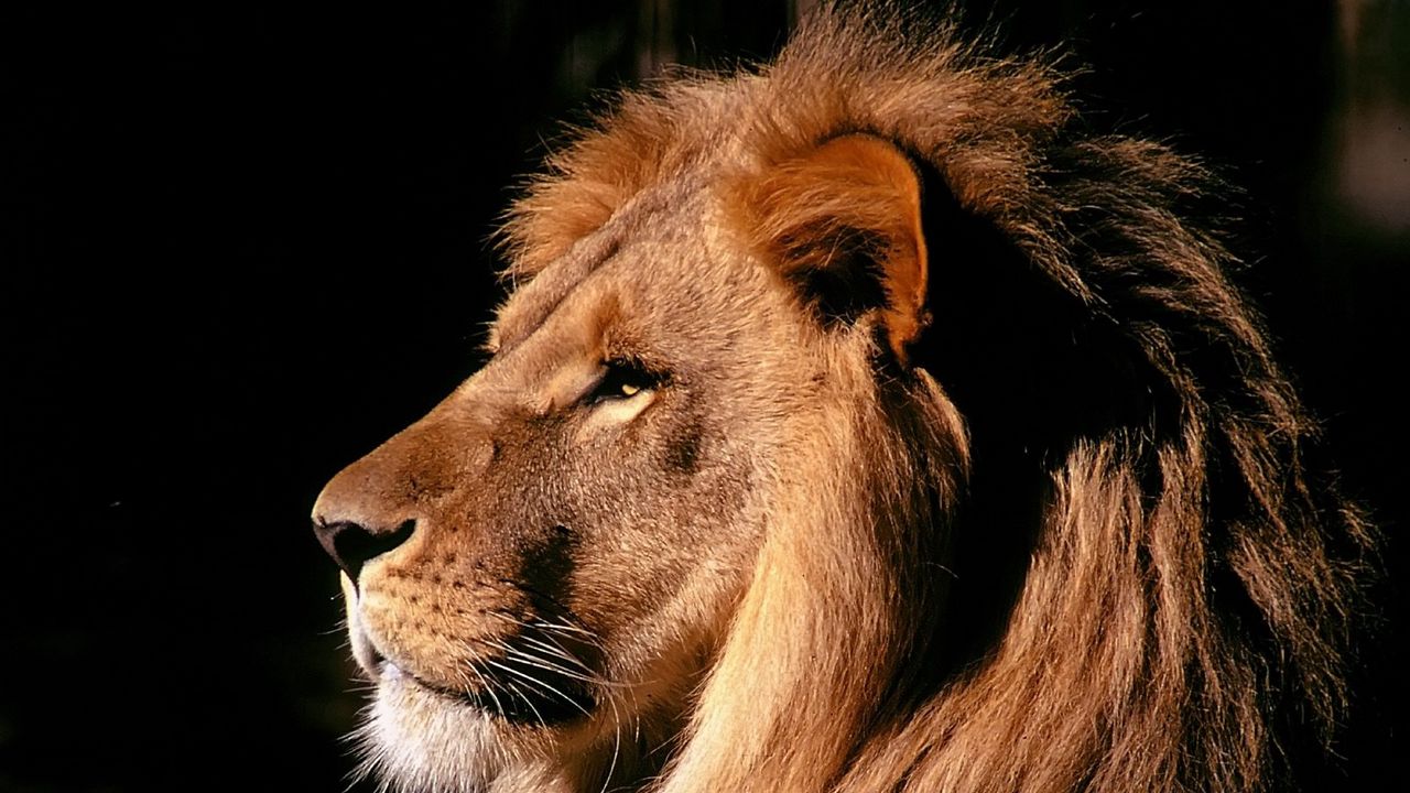 Wallpaper lion, profile, mane, shadow