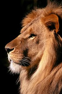Preview wallpaper lion, profile, mane, shadow