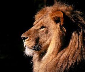 Preview wallpaper lion, profile, mane, shadow