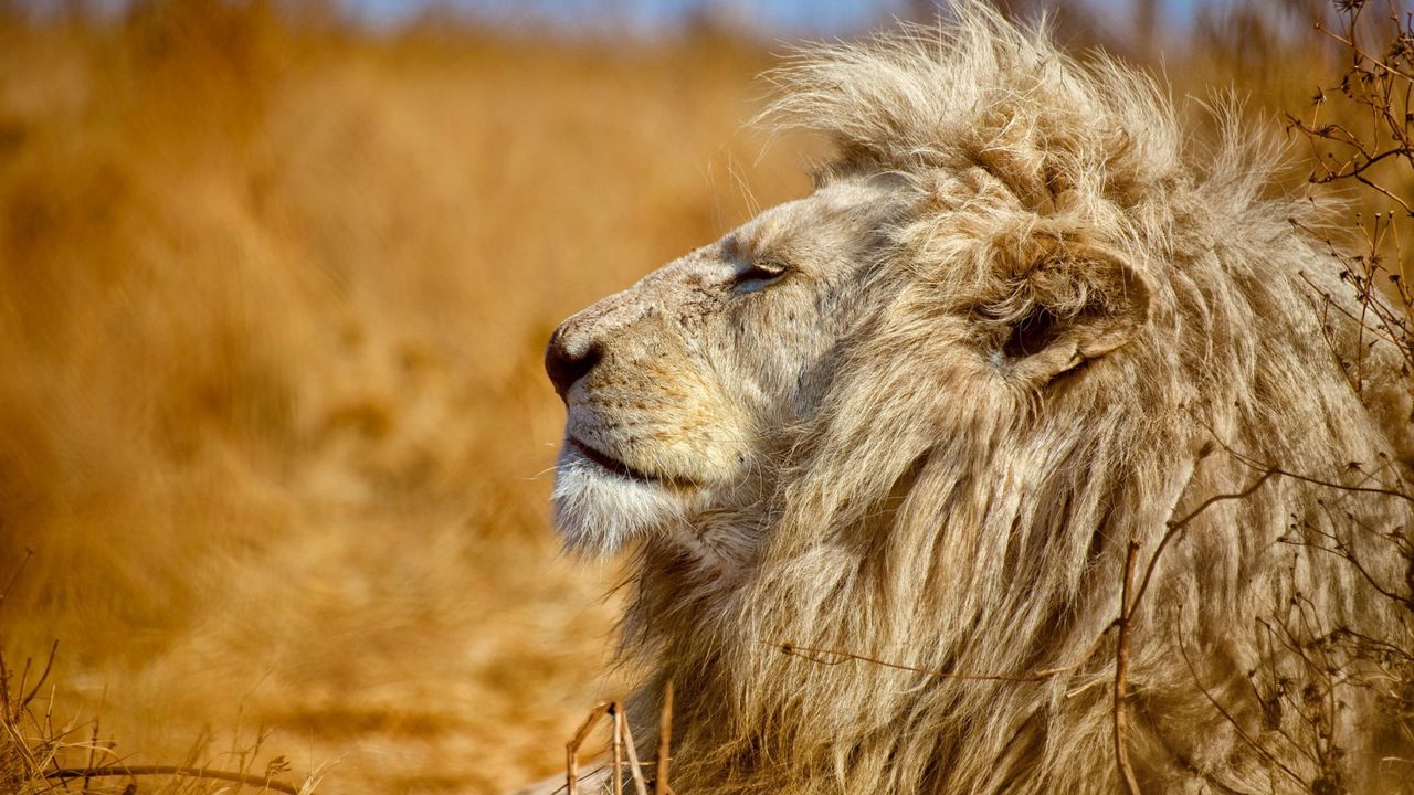 Wallpaper lion, profile, predator, king of beasts