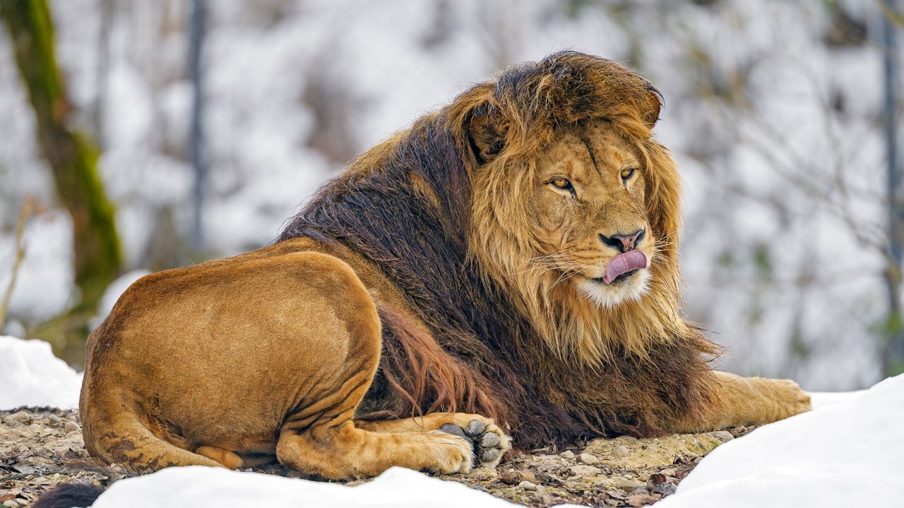 Wallpaper lion, protruding tongue, animal, predator, king of beasts, brown
