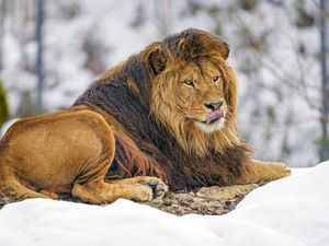 Preview wallpaper lion, protruding tongue, animal, predator, king of beasts, brown