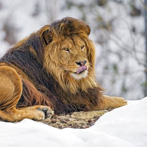Preview wallpaper lion, protruding tongue, animal, predator, king of beasts, brown