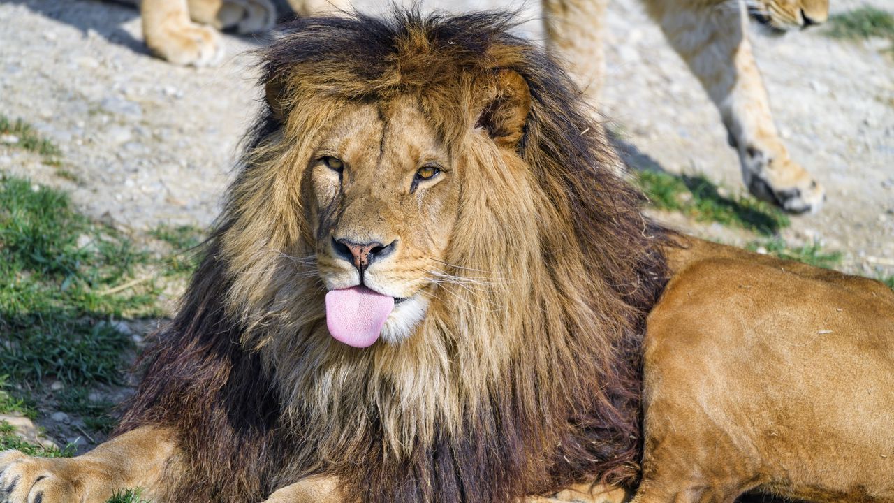 Wallpaper lion, protruding tongue, animal, big cat