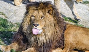 Preview wallpaper lion, protruding tongue, animal, big cat