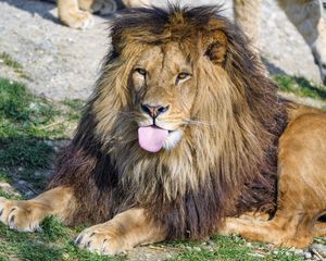 Preview wallpaper lion, protruding tongue, animal, big cat
