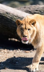 Preview wallpaper lion, protruding tongue, paw, predator, big cat