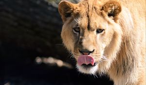 Preview wallpaper lion, protruding tongue, paw, predator, big cat