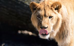 Preview wallpaper lion, protruding tongue, paw, predator, big cat