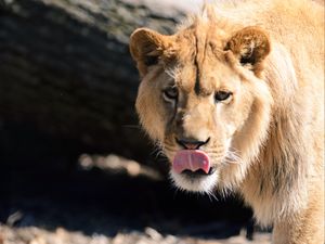 Preview wallpaper lion, protruding tongue, paw, predator, big cat