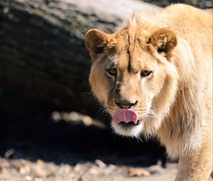 Preview wallpaper lion, protruding tongue, paw, predator, big cat