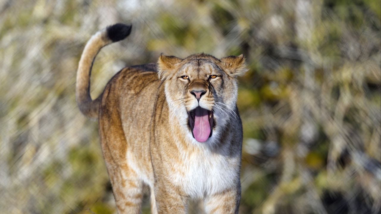 Wallpaper lion, protruding tongue, predator, big cat, animal