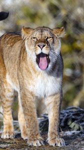 Preview wallpaper lion, protruding tongue, predator, big cat, animal