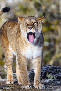 Preview wallpaper lion, protruding tongue, predator, big cat, animal