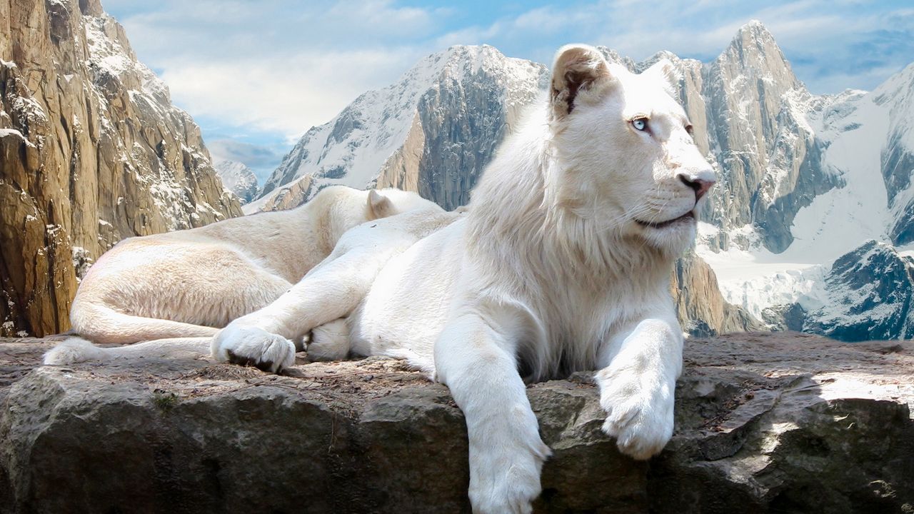Wallpaper lion, rock, mountain, albino, lie