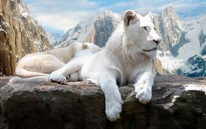 Preview wallpaper lion, rock, mountain, albino, lie