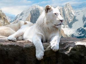 Preview wallpaper lion, rock, mountain, albino, lie