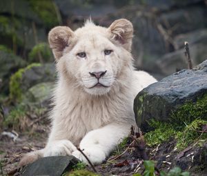 Preview wallpaper lion, rocks, moss, sit, predator