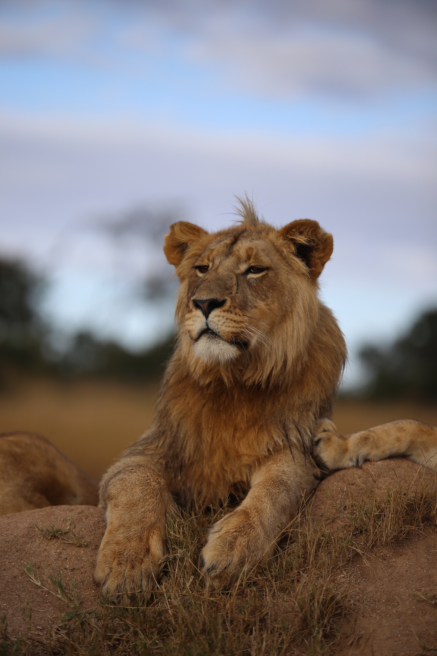 Download wallpaper 1500x2250 lion, savannah, wildlife, glance, proud